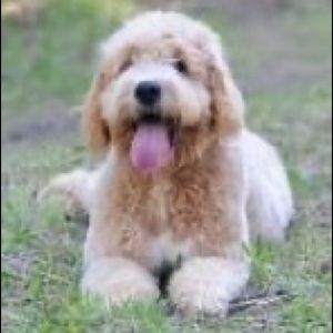 Meet your Posher, Ayushi